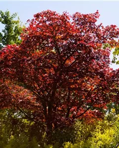 Fächerahorn 'Atropurpureum'