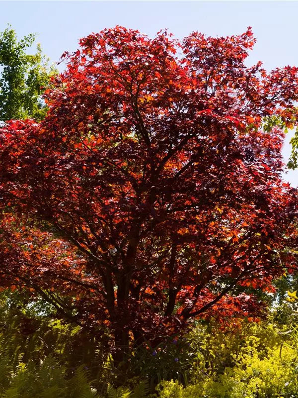 Fächerahorn 'Atropurpureum'