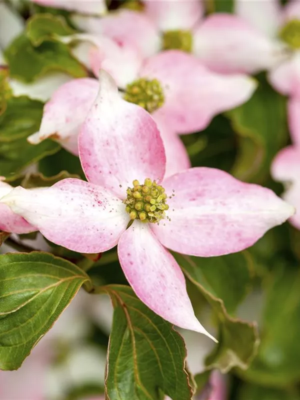 Japanischer Blumen-Hartriegel 'Beni Fuji'