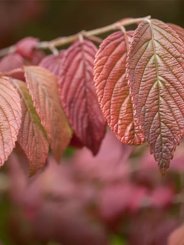 Japanischer Schneeball 'Mariesii'