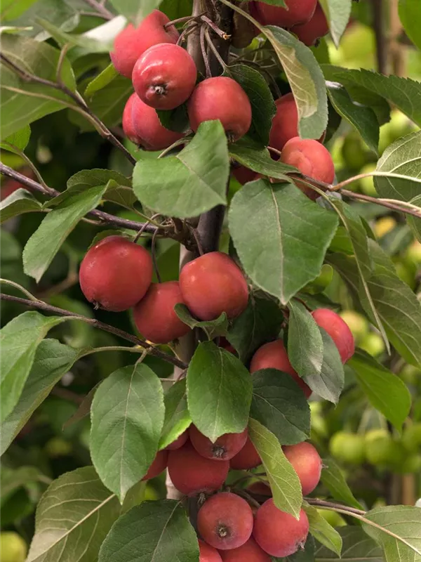 Zierapfel 'Eleyi'