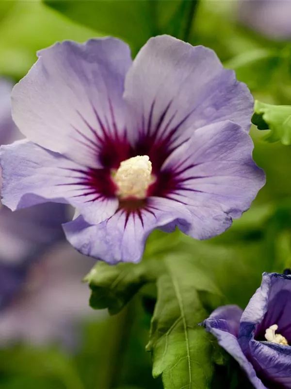 Garteneibisch 'Marina'