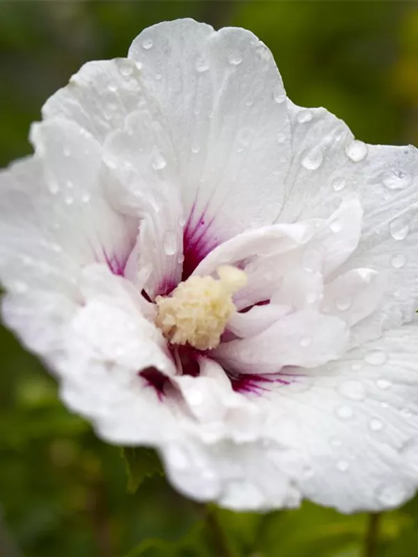 Garteneibisch 'Pinky Spot'