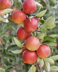 Säulenapfel 'Sonate'