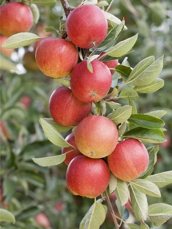 Säulenapfel 'Sonate'