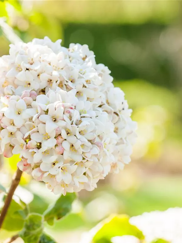 Großblumiger Schneeball