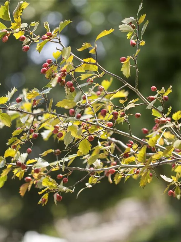 Eingriffliger Weißdorn