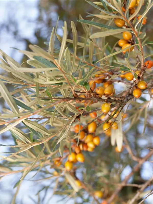 Sanddorn 'Orange Energgy'®