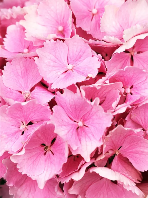 Bauernhortensie 'Pink Wonder'