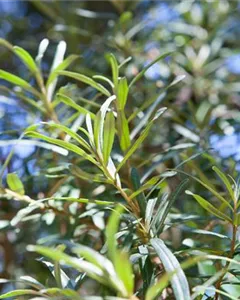 Männlicher Sanddorn 'Pollmix'