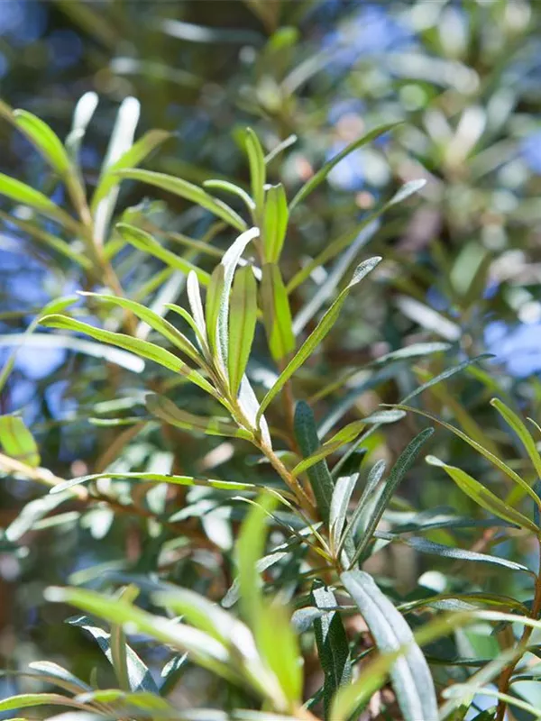 Männlicher Sanddorn 'Pollmix'