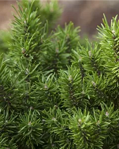 Strauchkiefer ,Kimmerholz'