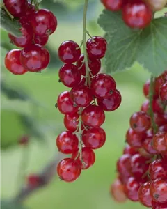 Johannisbeere 'Rosetta'