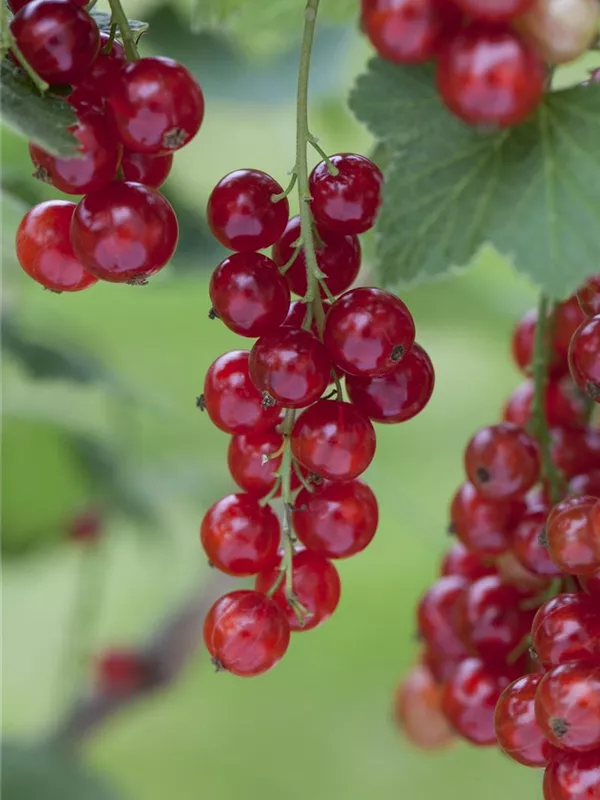 Johannisbeere 'Rosetta'