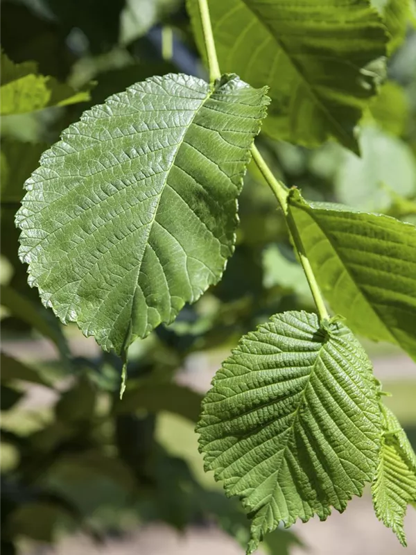 Weißer Maulbeerbaum 'Pendula'