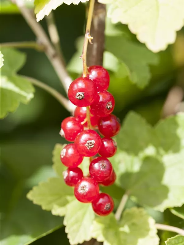 Johannisbeere 'Rotet'