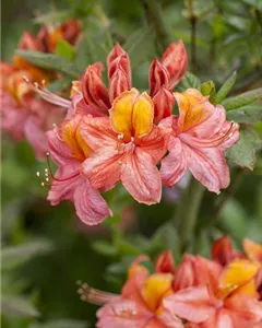 Sommergrüne Azalee 'Sarina'