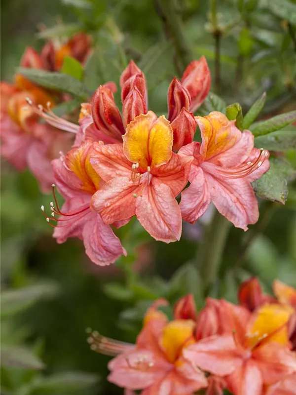 Sommergrüne Azalee 'Sarina'