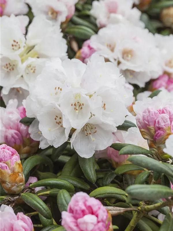 Rhododendron 'Koichiro-Wada'