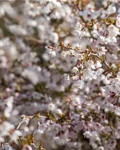 Geschlitzte Zierkirsche 'Kojou-No-Mai'