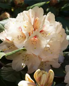 Rhododendron 'Goldbukett'