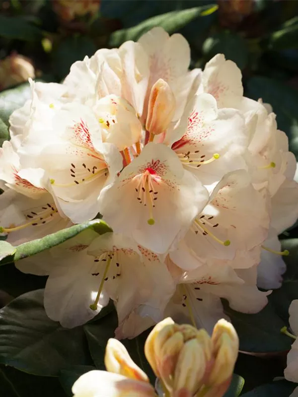 Rhododendron 'Goldbukett'