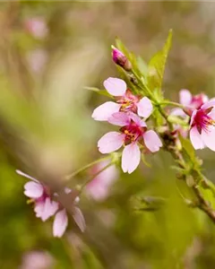 Geschlitzte Kirsche 'Paean'