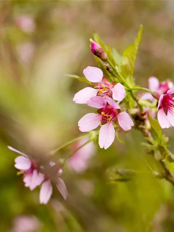 Geschlitzte Kirsche 'Paean'
