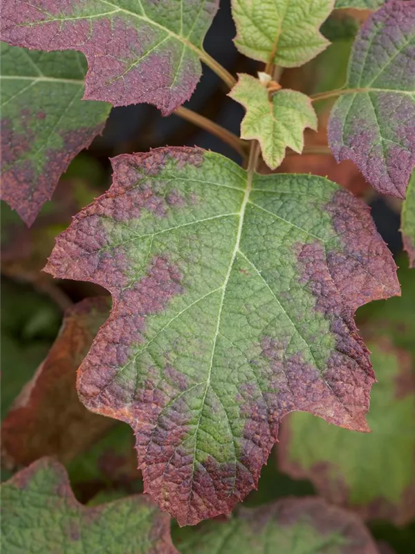 Eichenblättrige Hortensie 'Burgundy'