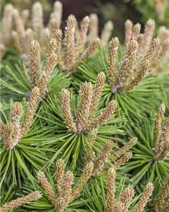 Berg-Kiefer 'Klostergrün'