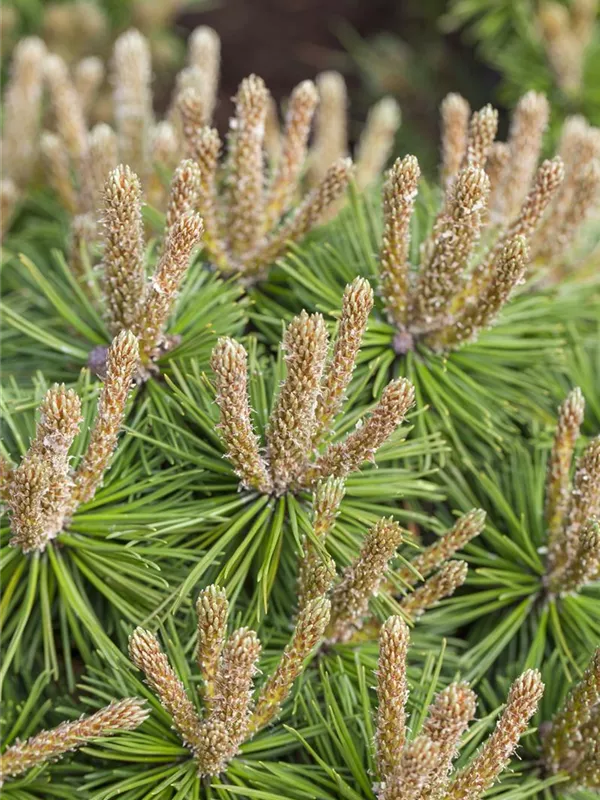 Berg-Kiefer 'Klostergrün'