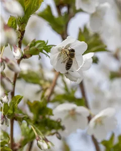 Geschlitzte Kirsche 'Umineko'
