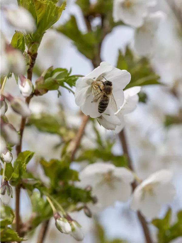 Geschlitzte Kirsche 'Umineko'