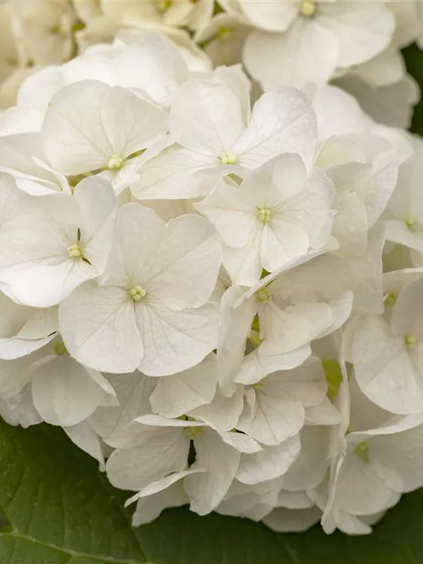 Eichenblättrige Hortensie 'Harmony'