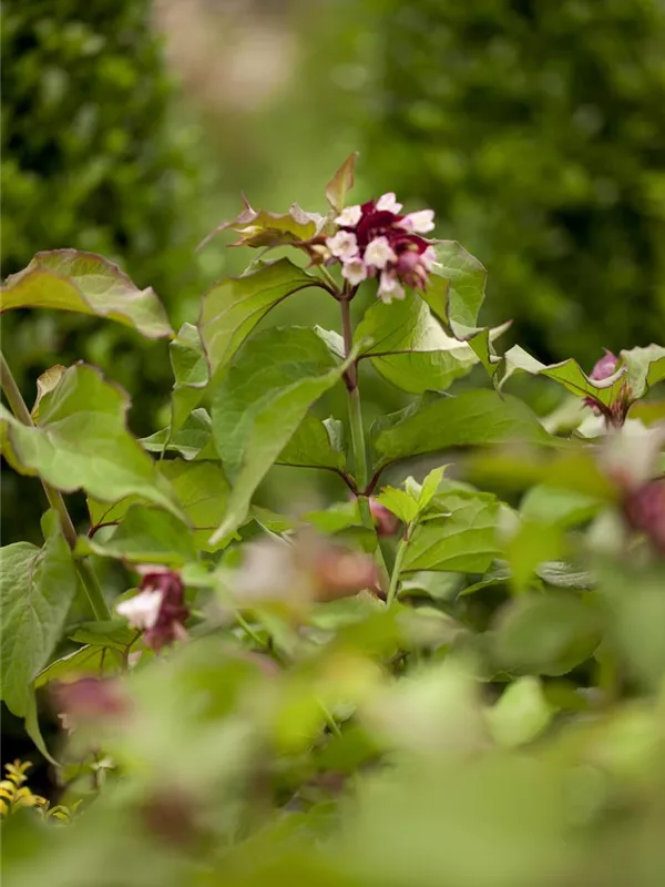 Schöne Leycesterie 'Purple Rain'