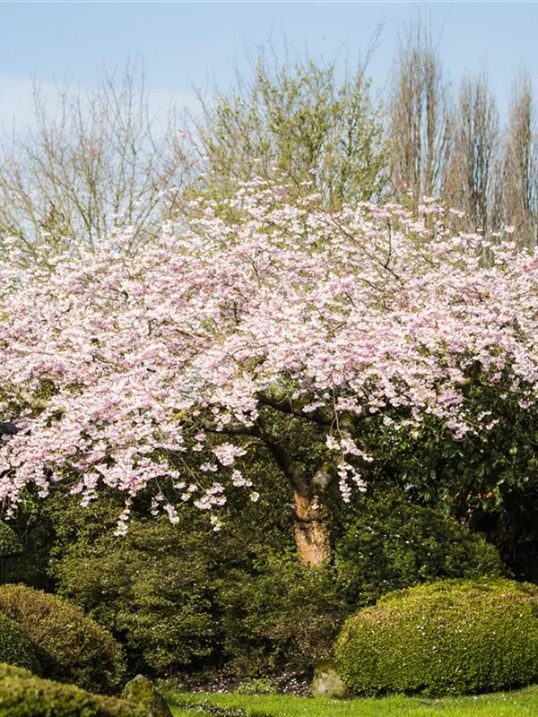 Hängende Winterkirsche 'Pendula Rubra'