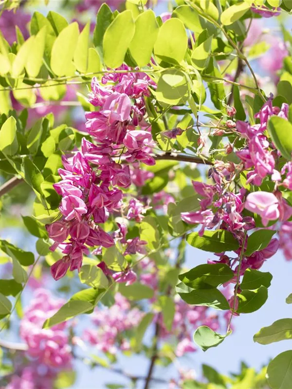 Borstenakazie 'Macrophylla'