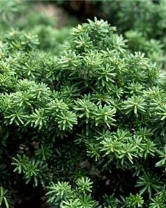 Veredelte Koreatanne 'Cis'