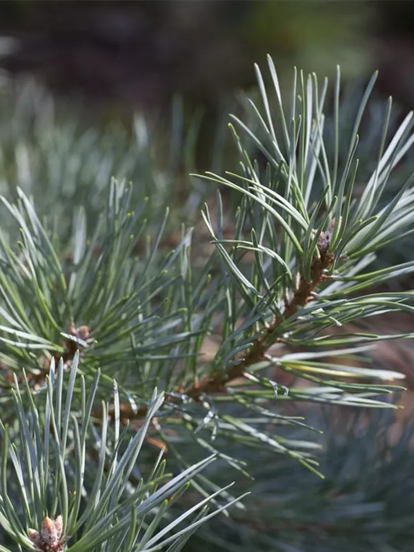 Waldkiefer 'Glauca'