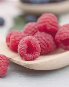 Sommerhimbeere 'Meeker'