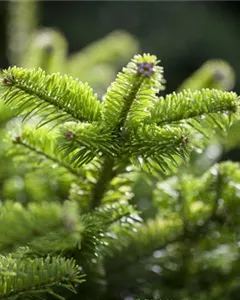 Zwerg-Nordmanntanne 'Münsterland'