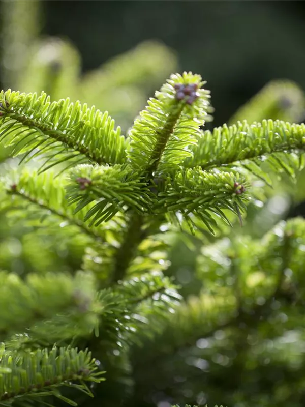 Zwerg-Nordmanntanne 'Münsterland'