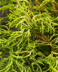 Hinoki-Scheinzypresse 'Gitte'