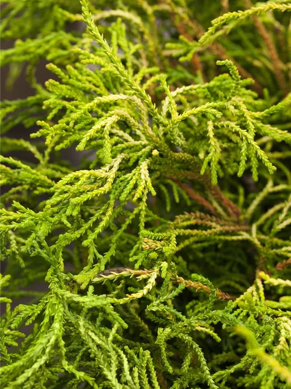 Hinoki-Scheinzypresse 'Gitte'