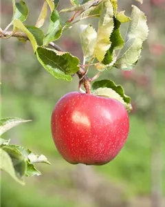 Herbstapfel 'Alkmene'