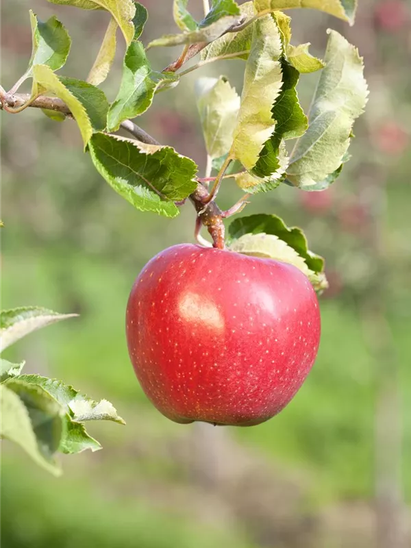 Herbstapfel 'Alkmene'