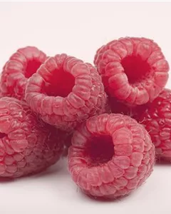 Herbsthimbeere 'Boheme'