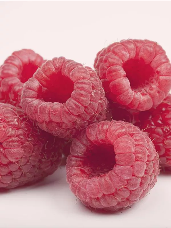 Herbsthimbeere 'Boheme'