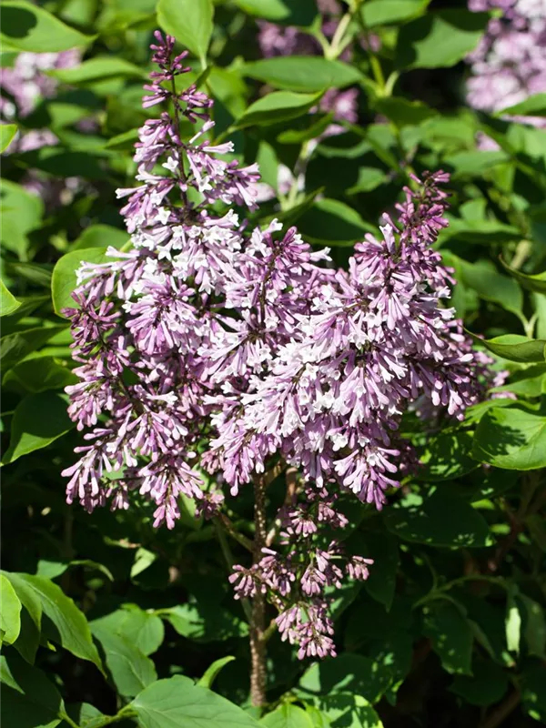 Koreanischer Flieder 'Miss Kim'