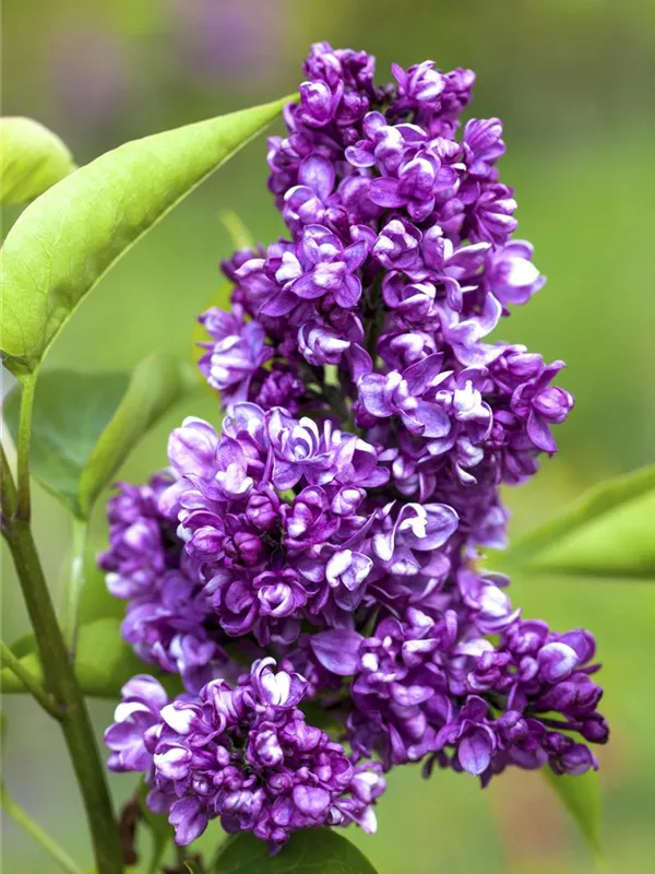 Edelflieder 'Charles Joy'